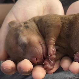 Dachshunds from The Doxie Den
