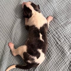 Boy 2 - Blue male Borzoi puppy in Texas from Houston Borzoi