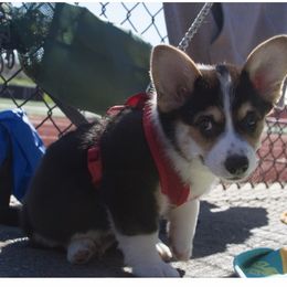 Pembroke Welsh Corgi Puppies from Off Road Ranch Corgis