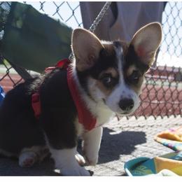 Pembroke Welsh Corgi Puppies from Off Road Ranch Corgis