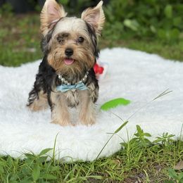 Picachu - Black and tan male Yorkshire Terrier puppy in Naples, Florida from Puppies Forever 💙❤️🐶