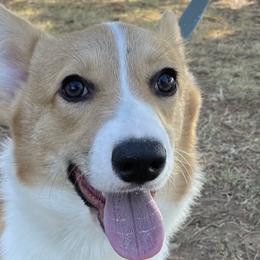 Bear - Pembroke Welsh Corgi puppy in Oklahoma from Southern Cottage Pups