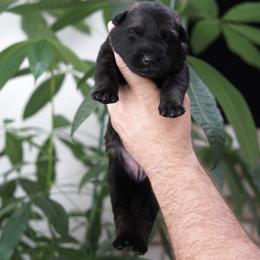 Dior - Sable female German Shepherd puppy in Coarsegold, California from Yosemite Shepherds