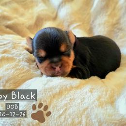 Tinsel - Black and tan male Yorkshire Terrier puppy in Nitro, West Virginia from Kathryn's Yorkies