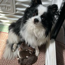Vida - Pomeranian