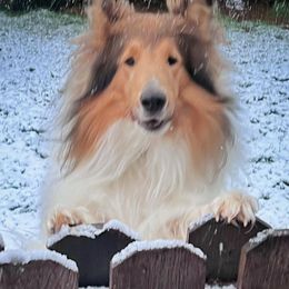 Collies from Donna's Collies