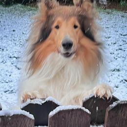 Collies from Donna's Collies