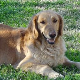 Golden Retrievers from Clark Golden Retrievers