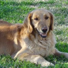 Golden Retrievers from Clark Golden Retrievers