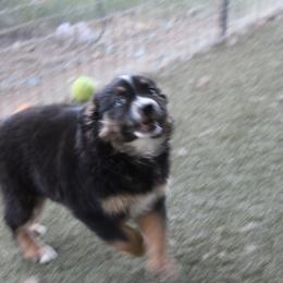 Kraken - Black tri-color female Australian Shepherd puppy in Sonoita, Arizona from Gardner Canyon Kennels