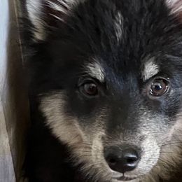 Willow - Black and white Pomsky puppy in Jacksonville, Florida from Northeast Florida Pomskies