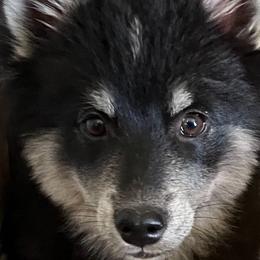 Willow - Black and white Pomsky puppy in Jacksonville, Florida from Northeast Florida Pomskies