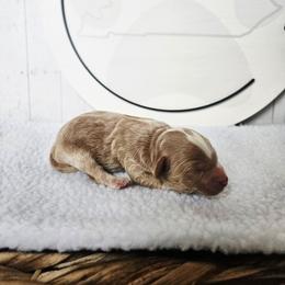 Nugget - Red male Cavapoo puppy in London, Kentucky from Blue Meadow Puppies