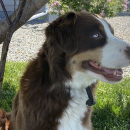 Ruby - Australian Shepherd