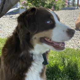 Ruby - Australian Shepherd