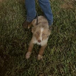 Teddy - Red merle male Miniature Australian Shepherd puppy in Doddridge, Arkansas from Huddleston Farm