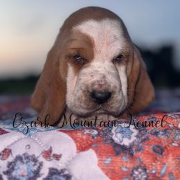 Beaux - Black brown and white male Basset Hound puppy in Conway, Missouri from Ozark Mountain Kennel