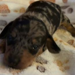 Camo - Dapple male Dachshund puppy in Nashville, Georgia from Riverside Dachshund