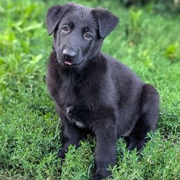 Girl 1 - Black female German Shepherd puppy in Thompson, Connecticut from Riddermark kennel