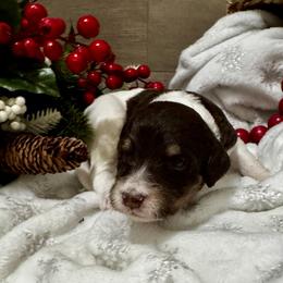 Freddie Mercury - Brown and white male Bernedoodle puppy in Gilbert, Arizona from The Berne Barn... it’s a Doodle thing!