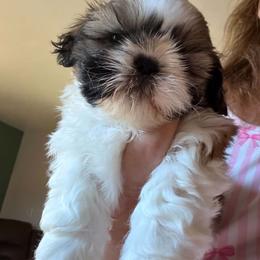 Ching Ching - Red and white female Shih Tzu puppy in Redmond, Oregon from Jazzie Shih Tzu