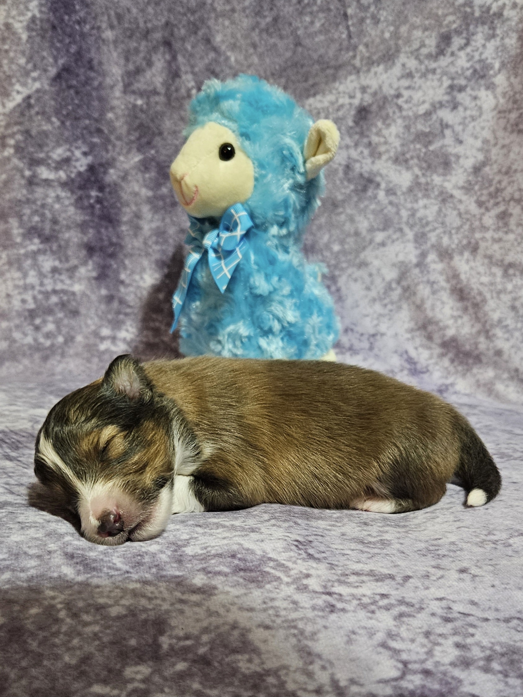 Shetland Sheepdog Puppies from Henotic Homestead's Shetland Sheepdogs