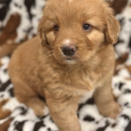 Nova Scotia Duck Tolling Retriever Puppies from Terracotta Tollers