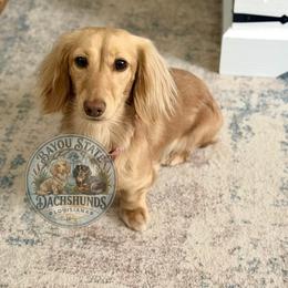 Raelyn - Dachshund