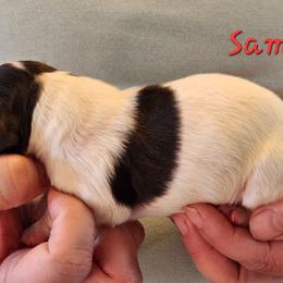 Sam - Black and white male English Springer Spaniel puppy in Craig, Nebraska from Fur & Feathers Kennel