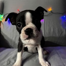 Boston Terrier Puppies from Hammacks