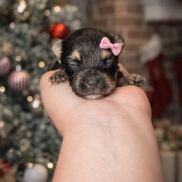 Tawny 2400 - Black and tan female Yorkshire Terrier puppy in Midland, Texas from Southern Yorkie Pies