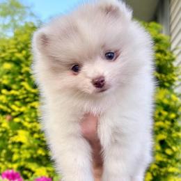 Light lavender Merle Parti girl AKC - Chocolate merle female Pomeranian puppy in Princeton, New Jersey from PureLove Poms.