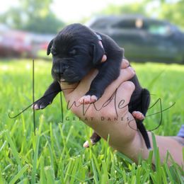 Pearl - Black female Great Dane puppy in Denison, Texas from Hundeity Great Danes