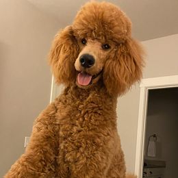 Poodles from Coplar Creek Standard Poodles