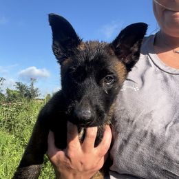 Bane - Black sable male Belgian Malinois puppy in Russellville, Kentucky from KCK9