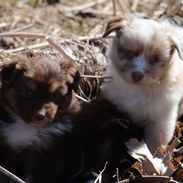 Miniature Australian Shepherds from Shady D Aussies