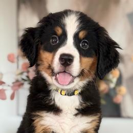 Lemon - Tri-color female Bernese Mountain Dog puppy in Yuciapa, California from AlltheDoodlez_