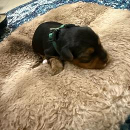 Green - Black and tan female Yorkshire Terrier puppy in North Las Vegas, Nevada from KD's Yorkshire Terriers