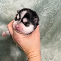 Aurora - Black and white female Pomsky puppy in Valparaiso, Indiana from Valparaiso Pomskys