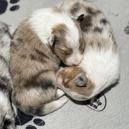 Shetland Sheepdog Puppies from Southern Charm Sheltie’s