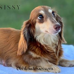 Sissy - Dachshund