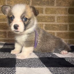 Reserved For Jamie(Purple Female) - Sable female Pembroke Welsh Corgi puppy in Mcarthur, Ohio from Bentley Corgis LLC