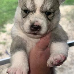 Daisy - Gray and white female Siberian Husky puppy in Virginia from WJKennels