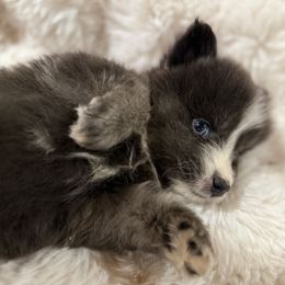 Spice - Blue male Pomsky puppy in Arkansas from The Looking Glass Kennel