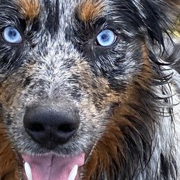 Torben - Australian Shepherd