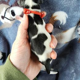 Dawn - Black and tan female Dachshund puppy in Seneca, Missouri from Dogwood Doxies