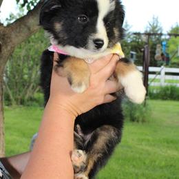 Aussiedoodle, Bulldog, Miniature Australian Shepherd, Poodle, and Toy Australian Shepherd Puppies from Mowry Creek Mini Aussiedoodles and More