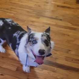 Cardigan Welsh Corgis from Bluegrass Belties Farm and Orchard