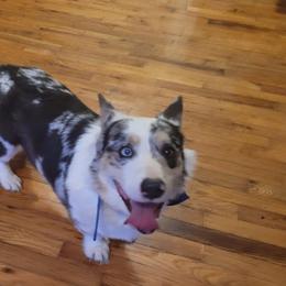 Cardigan Welsh Corgis from Bluegrass Belties Farm and Orchard