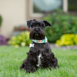 Miniature Schnauzer Puppies from Star Schnauzers